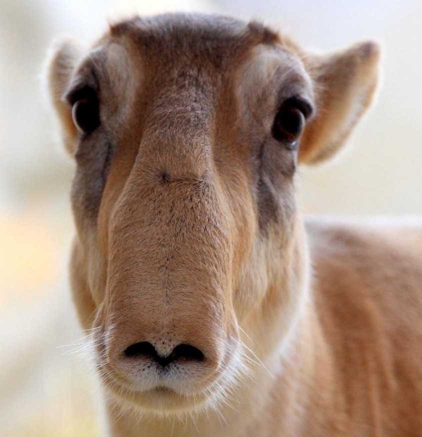 Рис. 4. Сайгак. Фото: Анна Ячменникова.