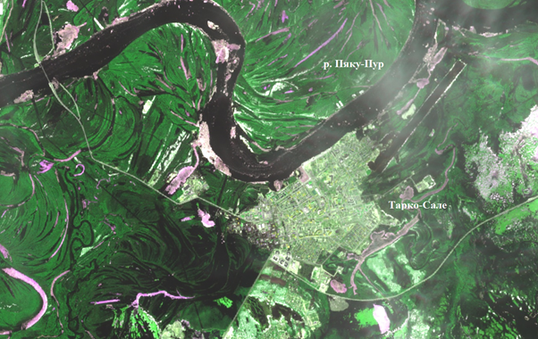 Рис.1. Фрагмент Sentinel-2A от 03.06.2025, Тарко-Сале. Черным цветом отображена вода, зеленым — растительность, розовым — льды 