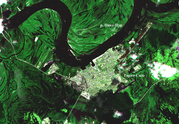 Рис. 2. Фрагмент Sentinel-2A от 05.06.2025, Тарко-Сале. Черным цветом отображена вода, зеленым — растительность, розовым — льды